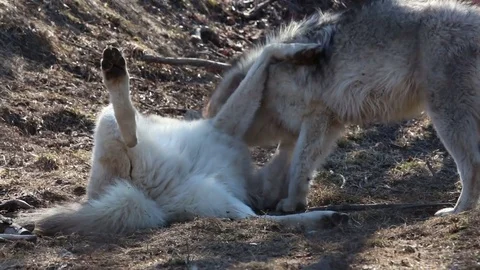 Gray Wolves Playing Around Stock Footage 75821750