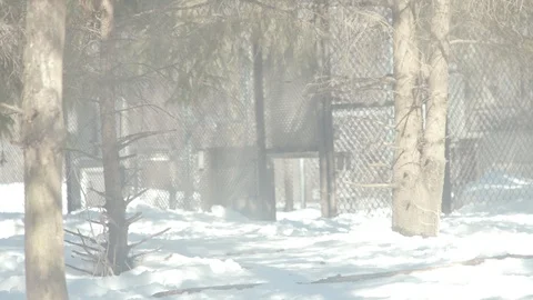 Gray Wolves Prowling in Winter Stock Footage 86664961