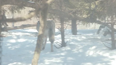 Gray Wolves Prowling in Winter Stock Footage 86664963