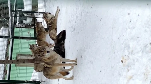 Gray wolves run after a cage in the zoo in winter Russia Penza. vertical video Stock Footage 170057910