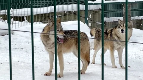 Gray wolves run after a cage in the zoo in winter Russia Penza Video stock 170057948