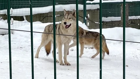 Gray wolves run after a cage in the zoo in winter Russia Penza Video stock 170058011