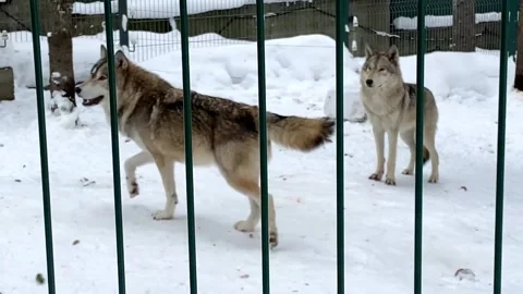 Gray wolves run after a cage in the zoo in winter Russia Penza Video stock 170058143