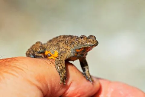 Gray yellow frog Free Stock Photos