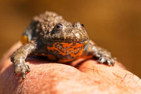 Gray yellow frog Free Stock Photos