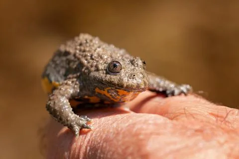 Gray yellow frog Free Stock Photos