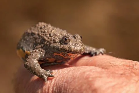 Gray yellow frog Free Stock Photos