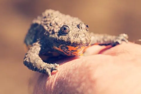 Gray yellow frog Free Stock Photos