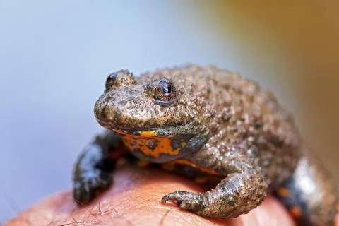 Gray yellow frog Free Stock Photos