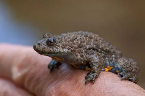 Gray yellow frog Foto stock gratuite