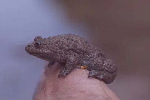 Gray yellow frog Free Stock Photos
