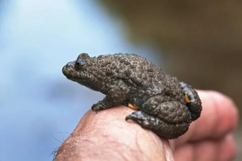 Gray yellow frog Free Stock Photos