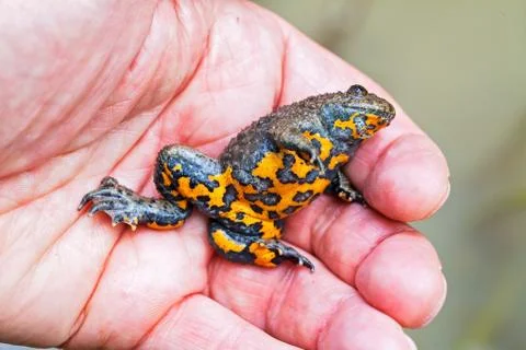 Gray yellow frog Free Stock Photos