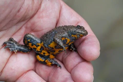 Gray yellow frog Free Stock Photos