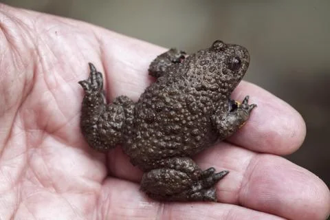 Gray yellow frog Free Stock Photos
