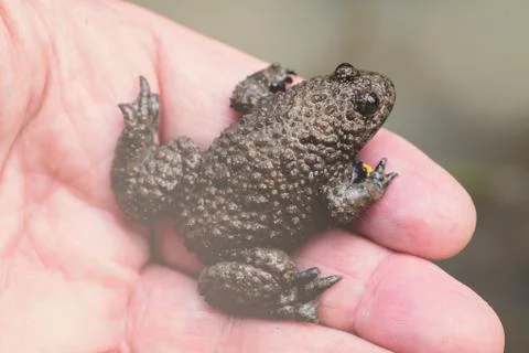 Gray yellow frog Free Stock Photos