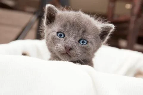 Gray young cat looks Stock Photos