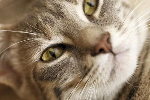 Gray young cat. Foto stock