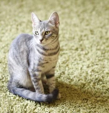 Gray young cat. Stock Photos