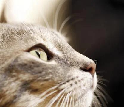 Gray young cat. Foto stock