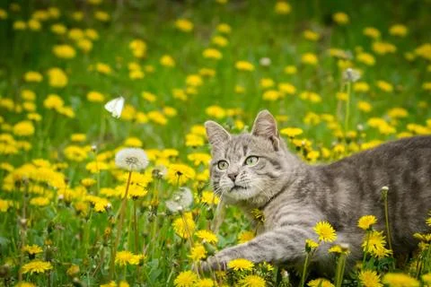 Gray young cat playing with white butterfly on spring  green grass with lot   Stock Photos