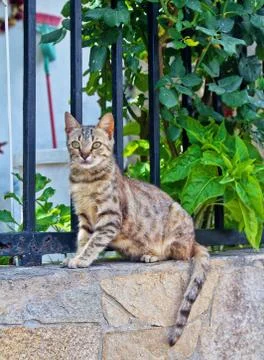 Gray young cat sits on the wall and looking into the distance. in the backgro Stock Photos