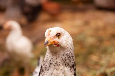 A gray young chicken is looking at the camera. Hens in a chicken coop in the Stock Photos