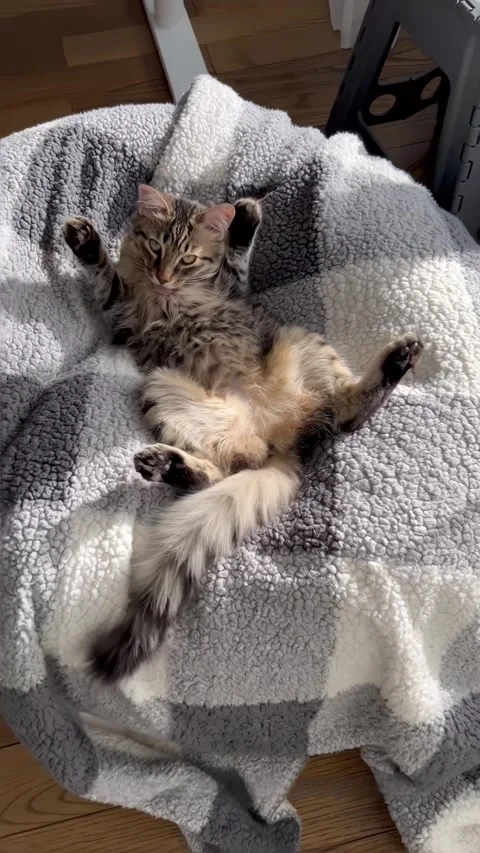 Gray young kitten lying on its back on pillow with plaid licks itself Stock Footage 244763777