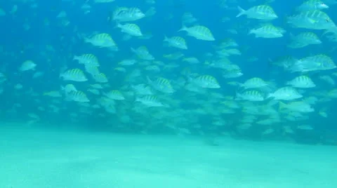 Graybar grunt Stock Footage 24268056