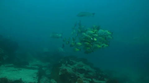 Graybar grunt Stock Footage 24282452