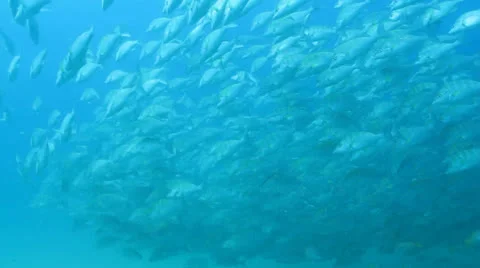 Graybar grunt Stock Footage 24336661