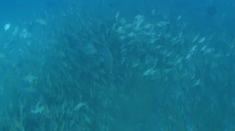 Graybar grunt Stock Footage 24341004