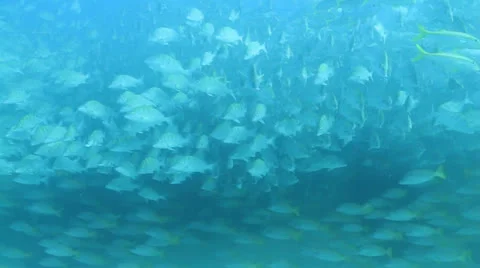 Graybar grunt Stock Footage 24347966