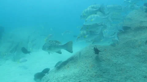 Graybar grunt Stock Footage 24355948