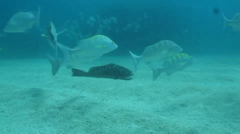 Graybar grunt Stock Footage 24356860