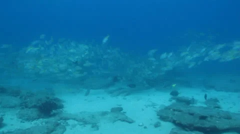 Graybar grunt Stock Footage 24392669