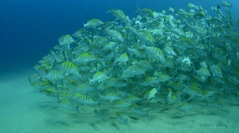 Graybar grunt Stock Footage 33866564