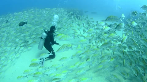 Graybar grunt Stock Footage 33867030