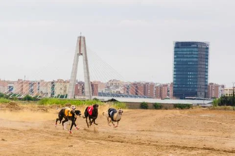 Grayhounds race Photos