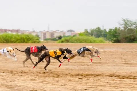 Grayhounds race Foto stock
