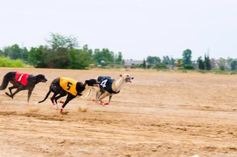 Grayhounds race Photos