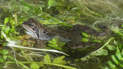 A grayish common frog sits on water plants using his back legs to balance. Stock Footage 217851621