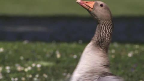 Graylag goose flaps its wings Stock Footage 255765564
