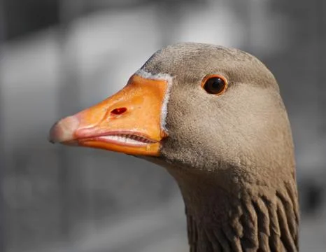 Graylag Goose Stock Photos