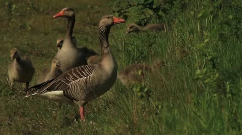 Grayleg Geese Stock Footage 20526096