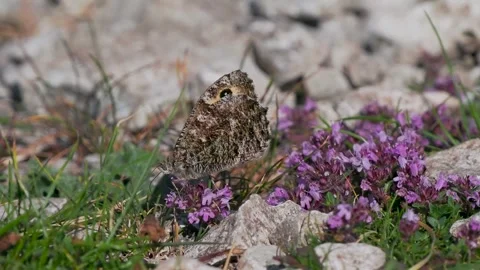A Grayling Butterfly Feeding on Wild Thyme. Arnside Knott. Vídeo Stock 340333505
