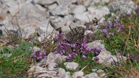 A Grayling Butterfly Feeding on Wild Thyme. Arnside Knott. Stock Footage 340333635