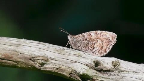 A Grayling Butterfly Resting on a Branch Vídeo Stock 340333677