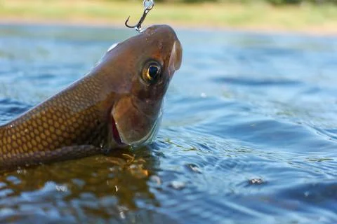 Grayling caught from Arctic river Stock Photos
