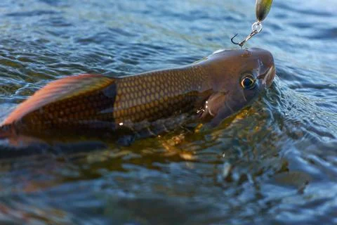 Grayling caught from Arctic river Stock Photos